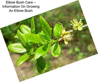 Elbow Bush Care – Information On Growing An Elbow Bush