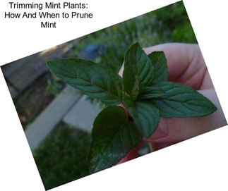 Trimming Mint Plants: How And When to Prune Mint