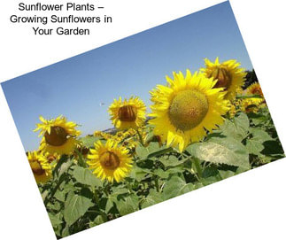 Sunflower Plants – Growing Sunflowers in Your Garden