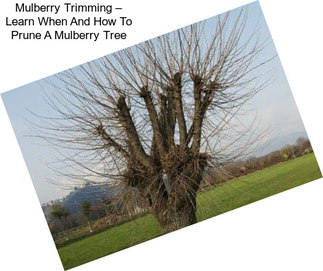 Mulberry Trimming – Learn When And How To Prune A Mulberry Tree