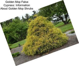 Golden Mop False Cypress: Information About Golden Mop Shrubs
