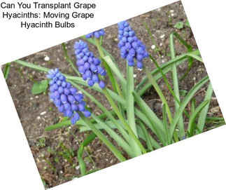 Can You Transplant Grape Hyacinths: Moving Grape Hyacinth Bulbs