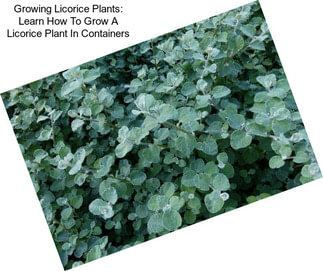 Growing Licorice Plants: Learn How To Grow A Licorice Plant In Containers