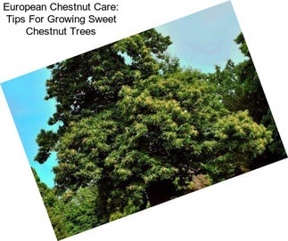 European Chestnut Care: Tips For Growing Sweet Chestnut Trees