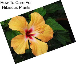 How To Care For Hibiscus Plants