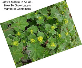 Lady\'s Mantle In A Pot – How To Grow Lady\'s Mantle In Containers