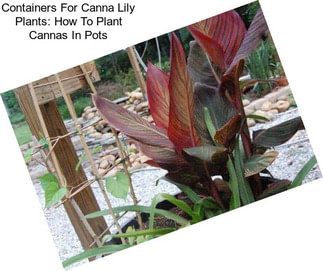 Containers For Canna Lily Plants: How To Plant Cannas In Pots
