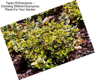 Types Of Euonymus – Choosing Different Euonymus Plants For Your Garden