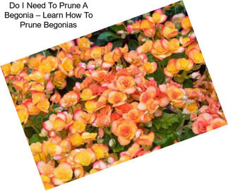 Do I Need To Prune A Begonia – Learn How To Prune Begonias