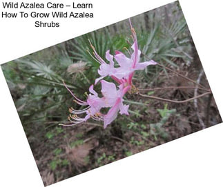 Wild Azalea Care – Learn How To Grow Wild Azalea Shrubs