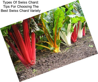 Types Of Swiss Chard: Tips For Choosing The Best Swiss Chard Variety