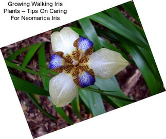 Growing Walking Iris Plants – Tips On Caring For Neomarica Iris