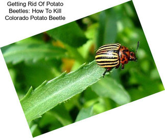 Getting Rid Of Potato Beetles: How To Kill Colorado Potato Beetle