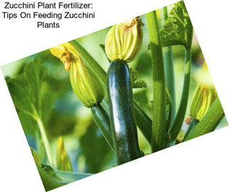 Zucchini Plant Fertilizer: Tips On Feeding Zucchini Plants