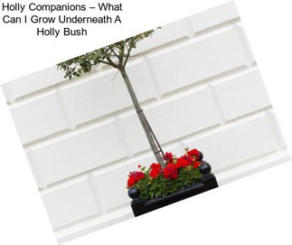 Holly Companions – What Can I Grow Underneath A Holly Bush