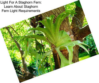 Light For A Staghorn Fern: Learn About Staghorn Fern Light Requirements