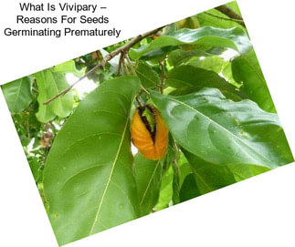 What Is Vivipary – Reasons For Seeds Germinating Prematurely