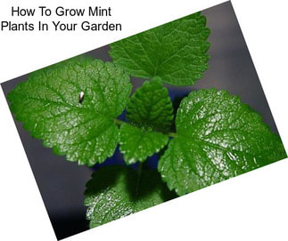 How To Grow Mint Plants In Your Garden