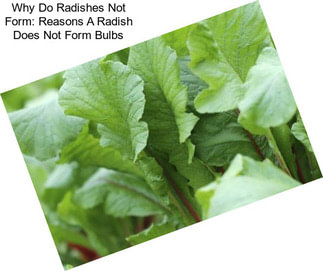 Why Do Radishes Not Form: Reasons A Radish Does Not Form Bulbs