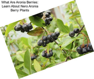 What Are Aronia Berries: Learn About Nero Aronia Berry Plants