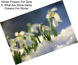 Winter Flowers For Zone 6: What Are Some Hardy Flowers For Winter