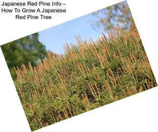 Japanese Red Pine Info – How To Grow A Japanese Red Pine Tree