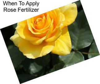 When To Apply Rose Fertilizer