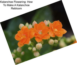 Kalanchoe Flowering: How To Make A Kalanchoe Rebloom