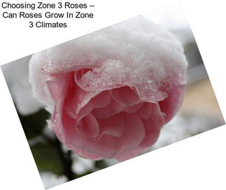 Choosing Zone 3 Roses – Can Roses Grow In Zone 3 Climates