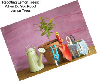 Repotting Lemon Trees: When Do You Repot Lemon Trees