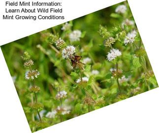 Field Mint Information: Learn About Wild Field Mint Growing Conditions