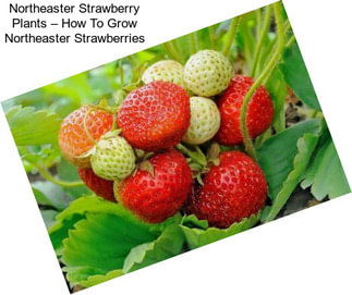 Northeaster Strawberry Plants – How To Grow Northeaster Strawberries