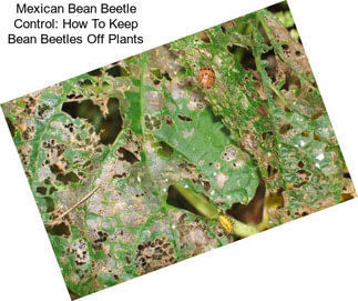 Mexican Bean Beetle Control: How To Keep Bean Beetles Off Plants