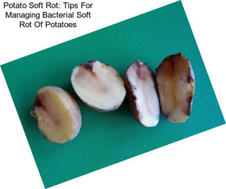 Potato Soft Rot: Tips For Managing Bacterial Soft Rot Of Potatoes