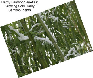 Hardy Bamboo Varieties: Growing Cold Hardy Bamboo Plants