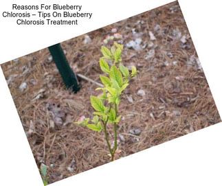 Reasons For Blueberry Chlorosis – Tips On Blueberry Chlorosis Treatment