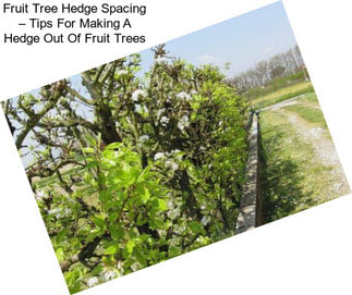 Fruit Tree Hedge Spacing – Tips For Making A Hedge Out Of Fruit Trees