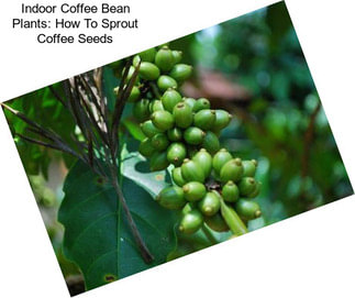 Indoor Coffee Bean Plants: How To Sprout Coffee Seeds