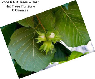Zone 6 Nut Trees – Best Nut Trees For Zone 6 Climates