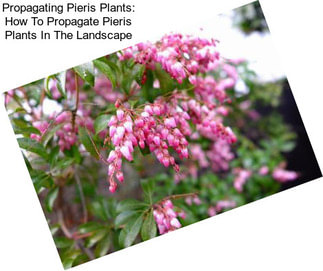 Propagating Pieris Plants: How To Propagate Pieris Plants In The Landscape