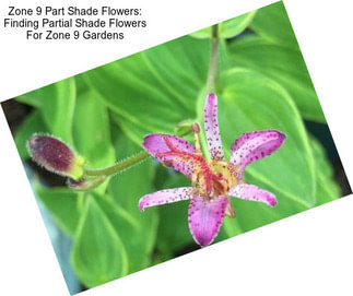 Zone 9 Part Shade Flowers: Finding Partial Shade Flowers For Zone 9 Gardens