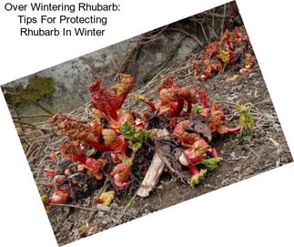 Over Wintering Rhubarb: Tips For Protecting Rhubarb In Winter