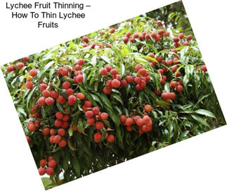Lychee Fruit Thinning – How To Thin Lychee Fruits
