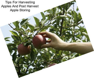 Tips For Harvesting Apples And Post Harvest Apple Storing