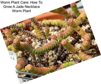 Worm Plant Care: How To Grow A Jade Necklace Worm Plant