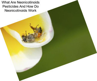 What Are Neonicotinoids Pesticides And How Do Neonicotinoids Work