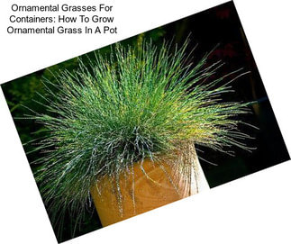 Ornamental Grasses For Containers: How To Grow Ornamental Grass In A Pot