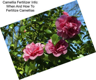 Camellia Fertilizer Info: When And How To Fertilize Camellias