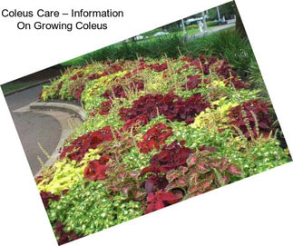 Coleus Care – Information On Growing Coleus