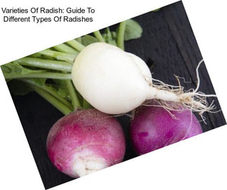 Varieties Of Radish: Guide To Different Types Of Radishes